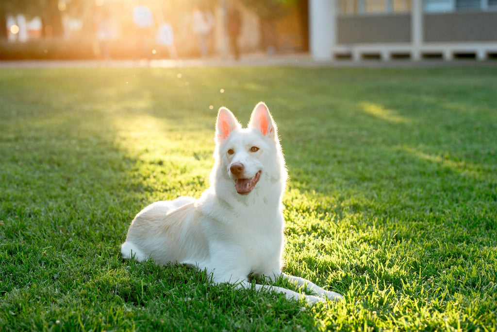 This Heat Has Us Going Mutts!